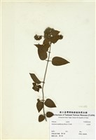 藏品(毛茉莉)的圖片